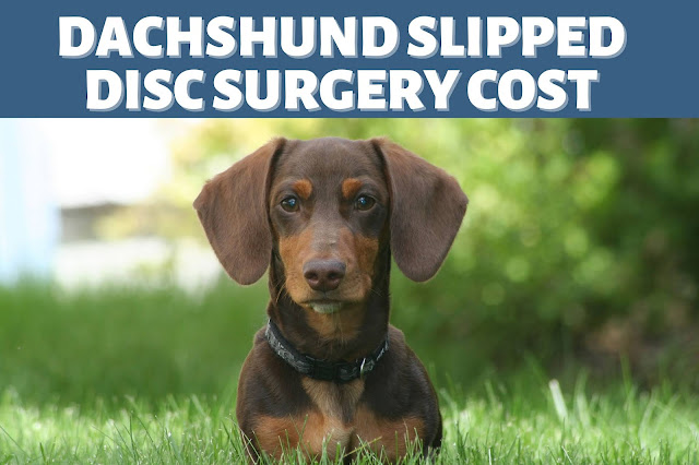 Dachshund Slipped Disc Surgery Cost