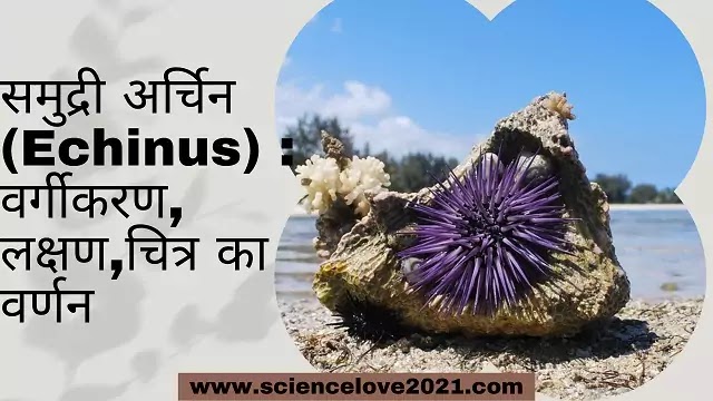 समुद्री अर्चिन (Echinus) : वर्गीकरण, लक्षण,चित्र का वर्णन|hindi