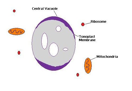 Vacuole in hindi