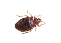 Bed Bugs Removal in Brooklyn