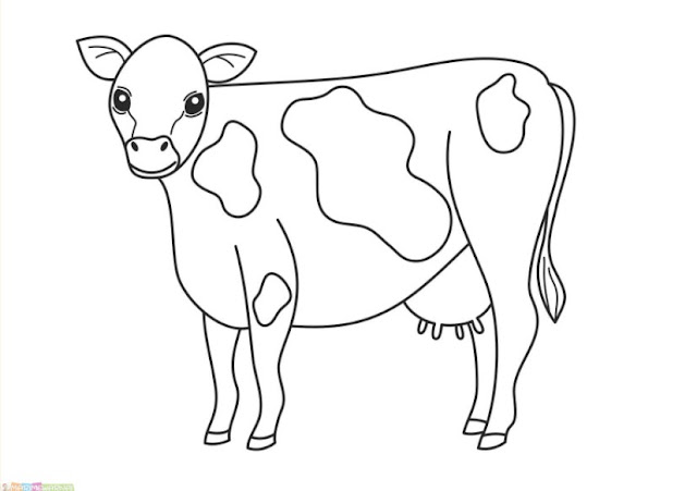 cow pictures for kids