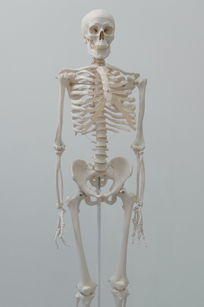 Facts about human body (Part-1)