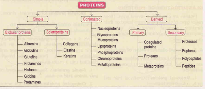 Introduction to Proteins and Amino acids B.Pharm Biochemistry and Clinical Pathology Class Notes