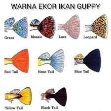 jenis pola ekor ikan guppy