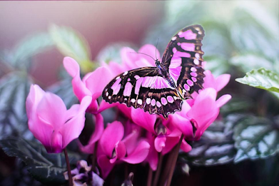 pink butterfly and pink flowers
