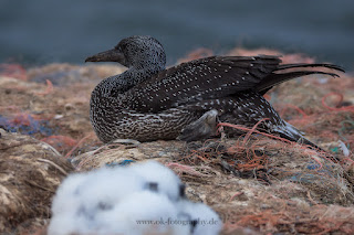 Wildlifefotografie Helgoland Lummenfelsen