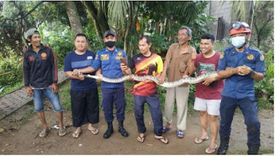 Musim hujan, damkar depok terima sejumlah laporan temuan ular di permukiman