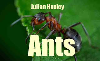 Ants by Julian Huxley