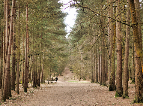 Dog walker on the mud path surrounded with birch trees in Swinley Forest