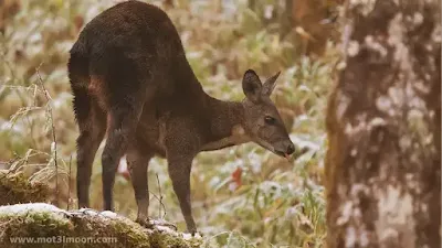 غزال المسك