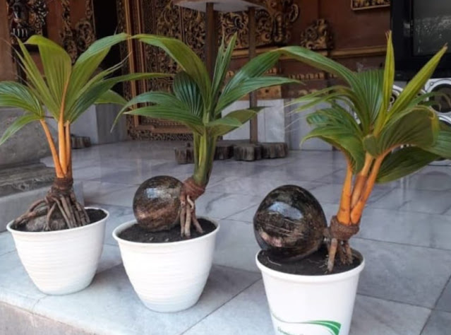 cara-menanam-bonsai-kelapa