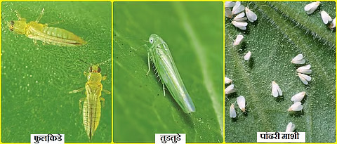 इमेज