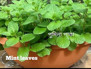 Benefits of Mint leaves