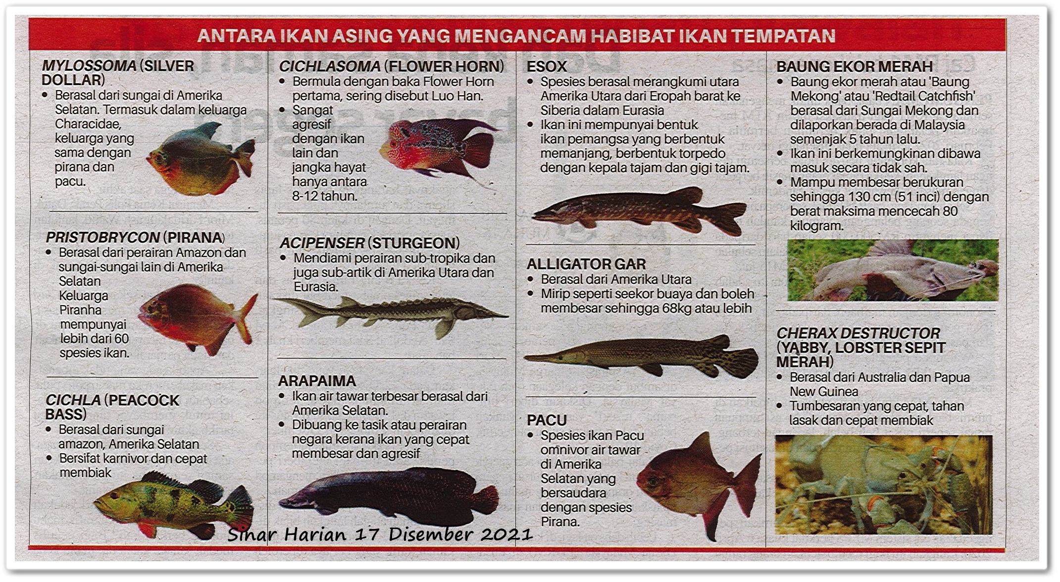 Infografik ; Antara ikan asing yang mengancam habitat ikan tempatan