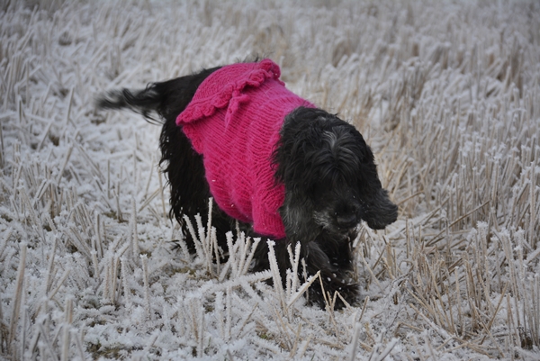 cocker spaniel