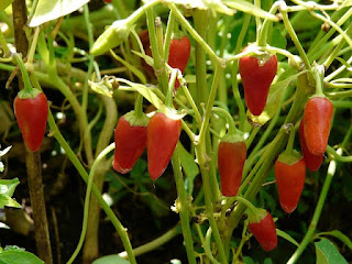 Leaf-curl-on-pepper-plants 