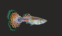 Ikan guppy multi colour