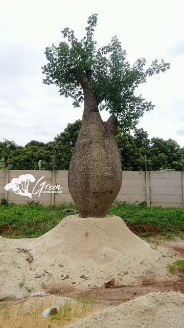 Jual Bottle Tree/Pohon Botol (Chorisia Speciosa) di Jepara