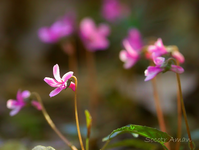 Viola violacea