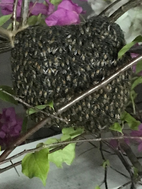 Swarm at our house