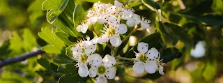 Magnifiques fleurs blanches