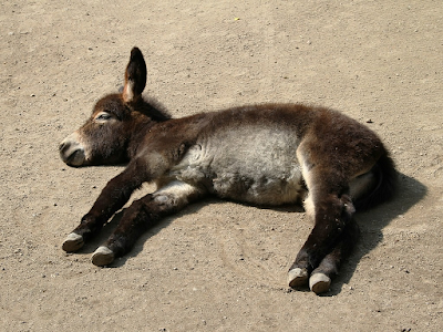 Biblical Dream Meaning of a Donkey