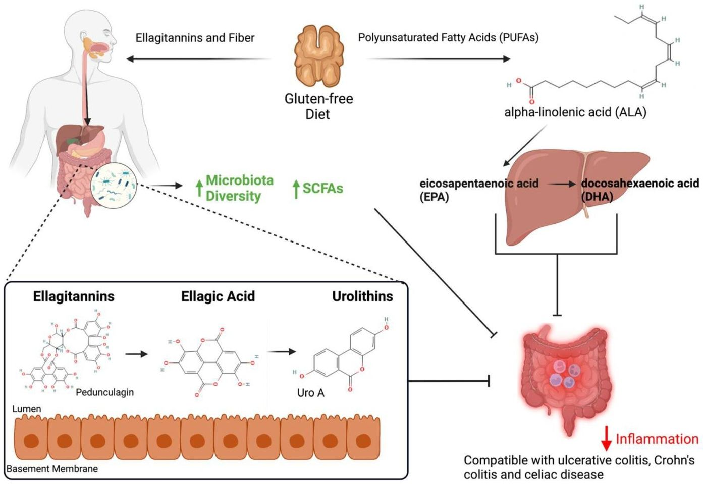 NUEZ:  MICROBIOMA   Y CÁNCER