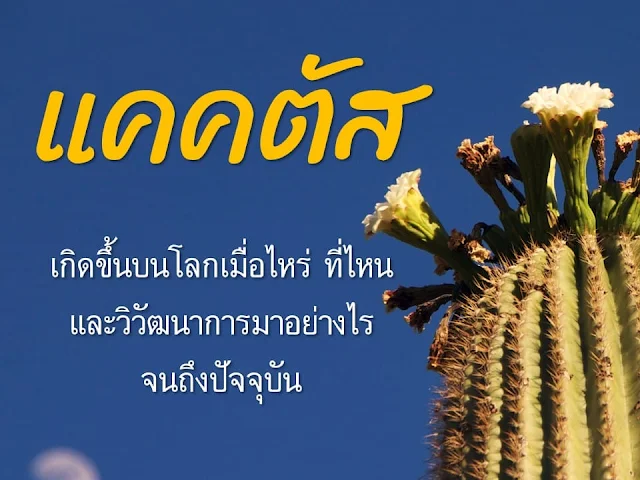 วิวัฒนาการของวงศ์แคคตัส (กระบองเพชร)