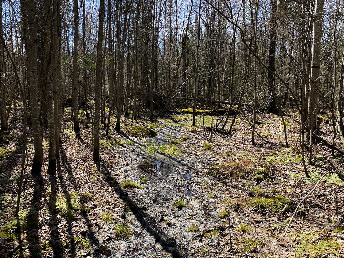 spring mudpits on trail