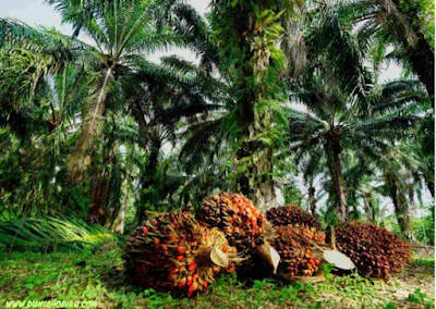 manfaat pupuk urea untuk kelapa sawit