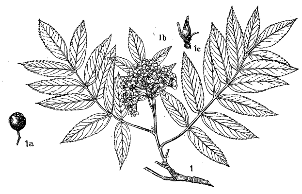 Рябина полярная (Sorbus polaris)