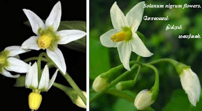 Solanum-nigrum-flowers
