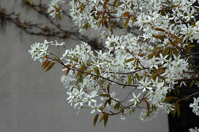 Ирга канадская (Amelanchier canadensis)