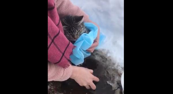 Разорванную собаками кошку, которая вмерзла в лед, спасли волонтеры
