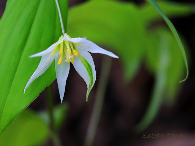 Disporum smilacinum