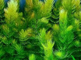 tanaman air Lumut tanduk (Ceratophyllum demersum)