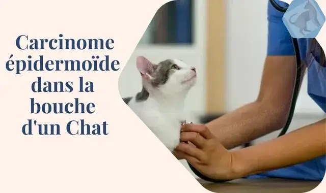 Carcinome épidermoïde dans la bouche d'un Chat