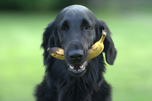 Bananas Are Safe For Dogs To Eat