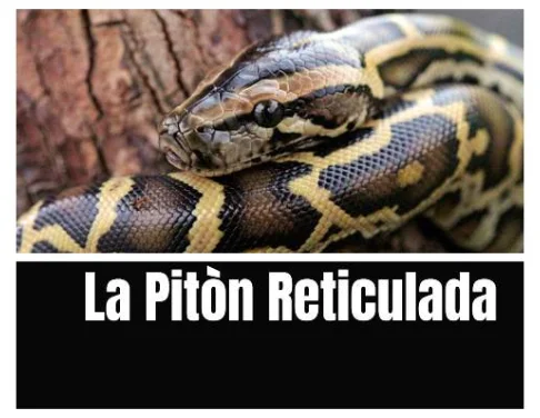 La Serpiente más grande del Mundo