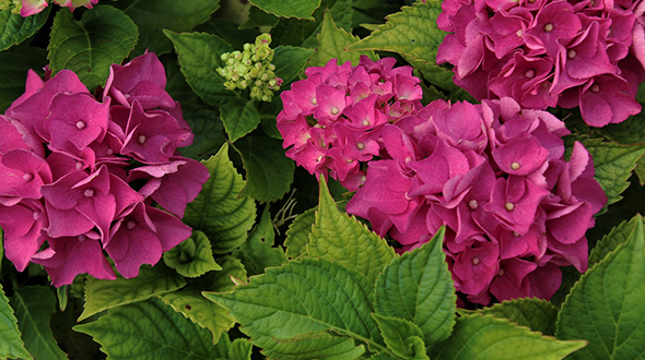 Flowering shrubs like hydrangea are perfect for your marietta georgia yard