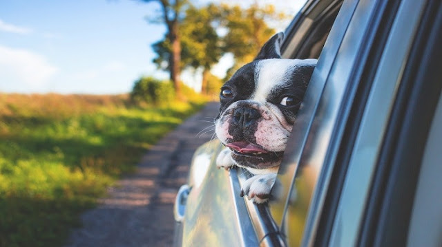 HOW TO TAKE YOUR PET IN THE CAR?