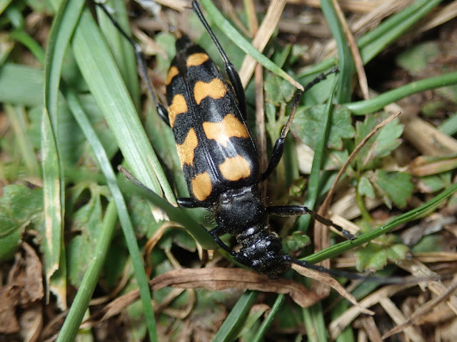 Leptura quadrifasciata