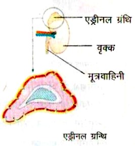 एड्रीनल ग्रन्थि