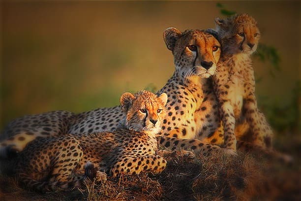 Where do Cheetahs live?