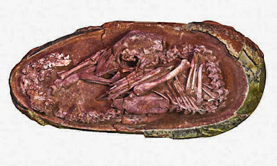 preserved dinosaur embryo fossil