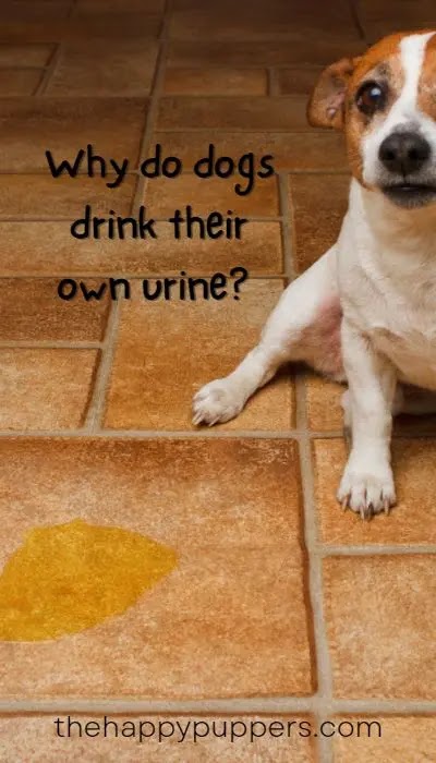 Why dogs drink their urine?