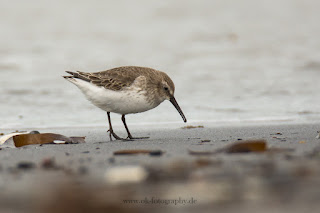 Wildlifefotografie Helgoland Düne Meerstrandläufer Alpenstrandläufer