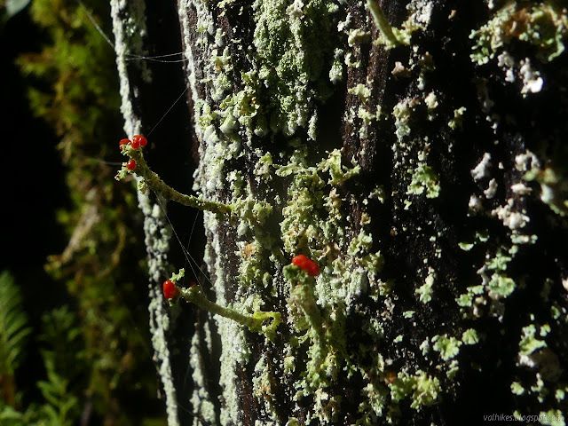 25: green horns topped with red