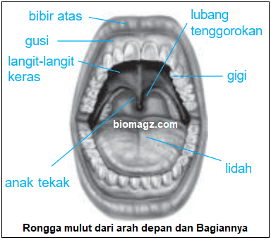 Gambar rongga mulut dan bagian-bagiannya