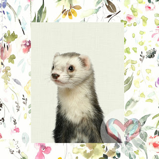 Young ferret posing in a portrait.